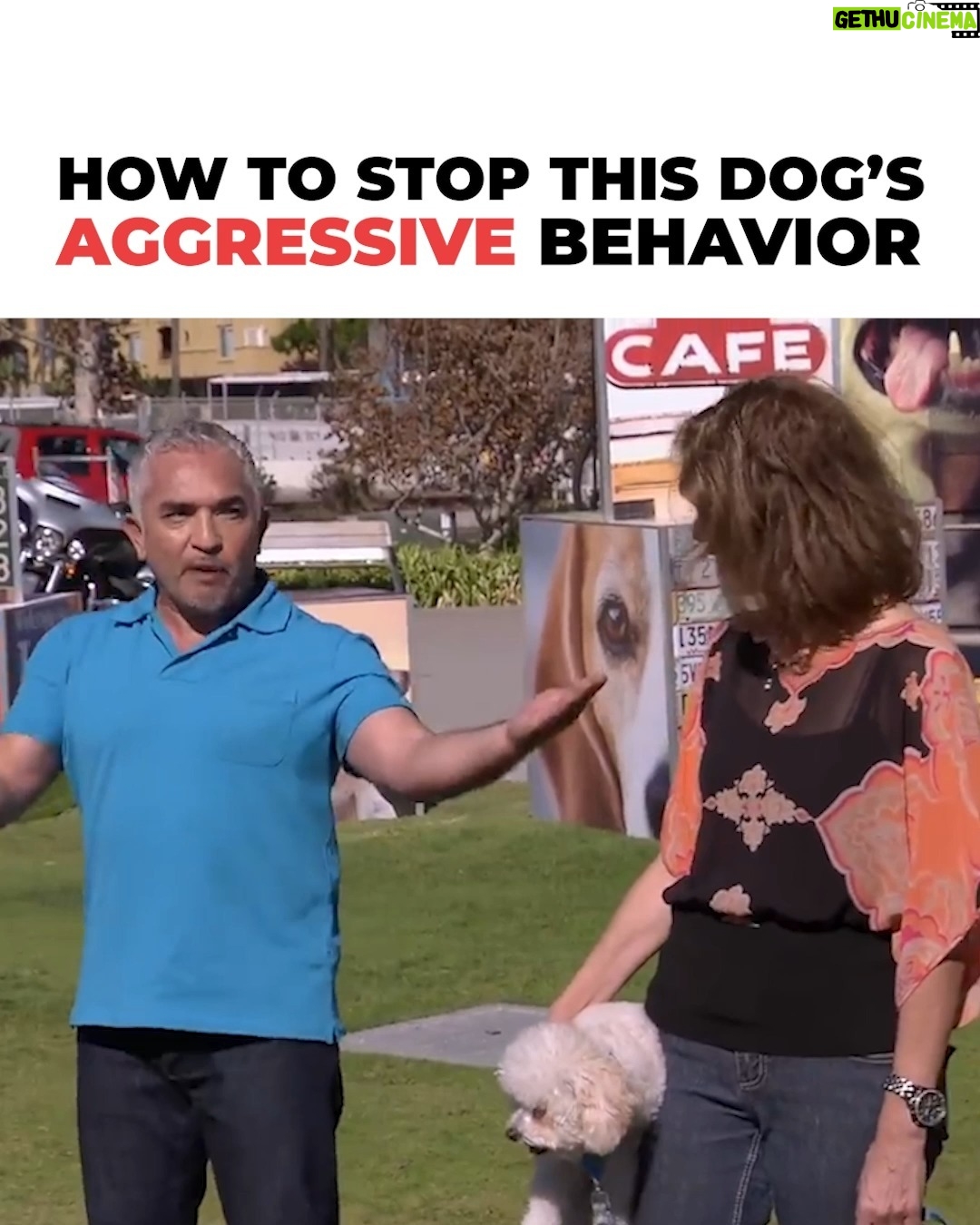 Cesar Millan - 70.5K Likes - It's never them... it's us š
We need to unlearn for them to immediately stop behaving aggressively š