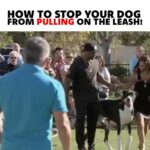 Cesar Millan Instagram – How to stop your dog from pulling on the leash!
As Pack Leaders, it is our responsibility to use our tools the right way to get the outcome we are looking for!
#dog #dogtraining #betterhumansbetterplanet