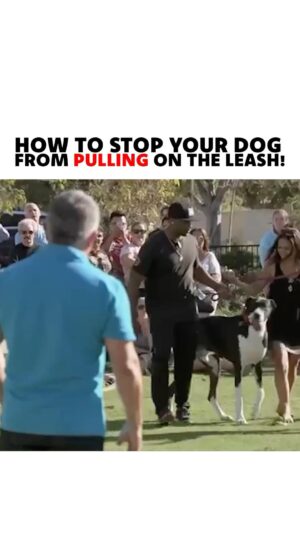 Cesar Millan Instagram - How to stop your dog from pulling on the leash! 

As Pack Leaders, it is our responsibility to use our tools the right way to get the outcome we are looking for! 

#dog #dogtraining #betterhumansbetterplanet