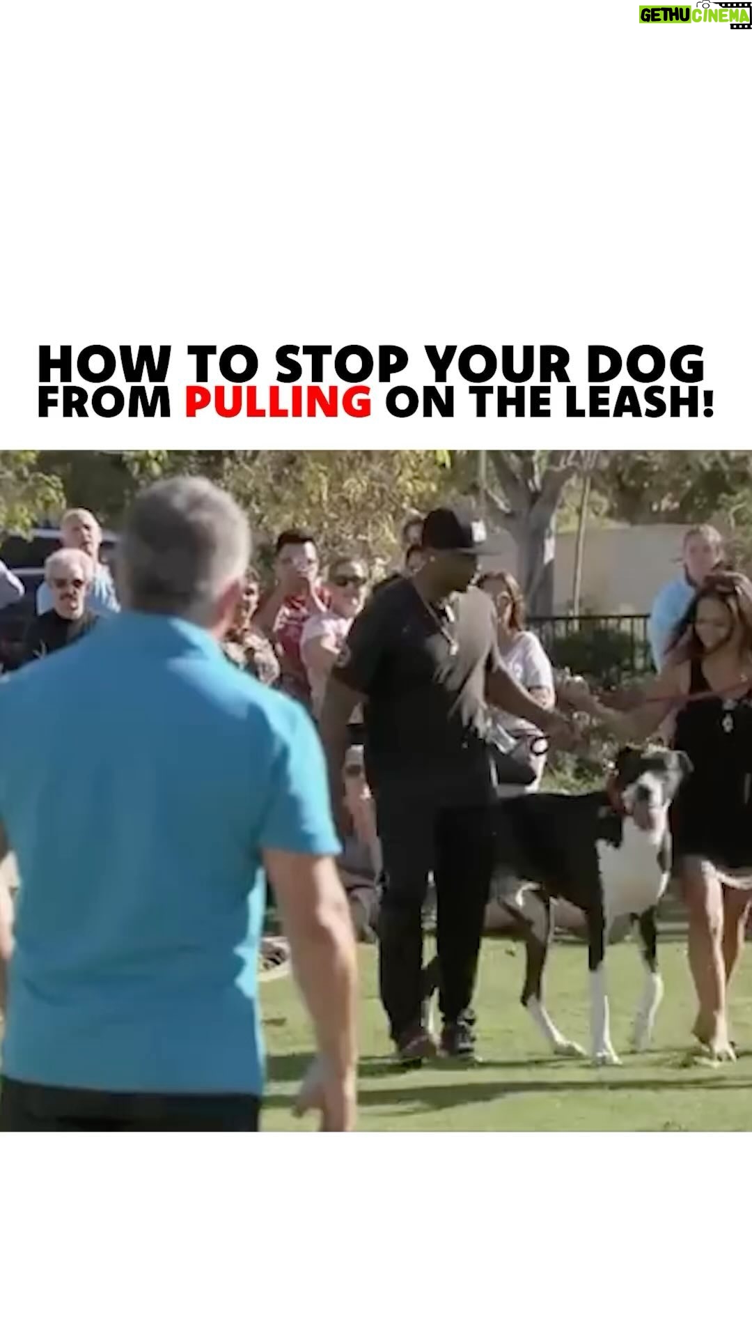 Cesar Millan - 35.1K Likes - How to stop your dog from pulling on the leash!
As Pack Leaders, it is our responsibility to use our tools the right way to get the outcome we are looking for!
#dog #dogtraining #betterhumansbetterplanet