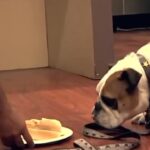 Cesar Millan Instagram - In this “Cesar 911” special series, Cesar works with @steveaoki and his unruly bulldog Coco. It is important as the Pack Leader to assert boundaries and limitations through how a dog learns. NOSE, EYES, and EARS! We must control the excitement of our dogs. #betterhumansbetterplanet ——— En este especial de “Cesar 911”, César trabaja con el DJ Steve Aoki y su rebelde bulldog Coco. Es importante, como líder de la manada, imponer límites a través de la forma en que aprende un perro. ¡NARIZ, OJOS y OÍDOS! Debemos controlar la emoción de nuestros perros. #mejoreshumanosmejorplaneta