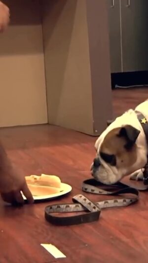 Cesar Millan Instagram - In this “Cesar 911” special series, Cesar works with @steveaoki and his unruly bulldog Coco. 

It is important as the Pack Leader to assert boundaries and limitations through how a dog learns.

NOSE, EYES, and EARS!

We must control the excitement of our dogs.

#betterhumansbetterplanet

———

En este especial de “Cesar 911”, César trabaja con el DJ Steve Aoki y su rebelde bulldog Coco.

Es importante, como líder de la manada, imponer límites a través de la forma en que aprende un perro.

¡NARIZ, OJOS y OÍDOS!

Debemos controlar la emoción de nuestros perros.

#mejoreshumanosmejorplaneta
