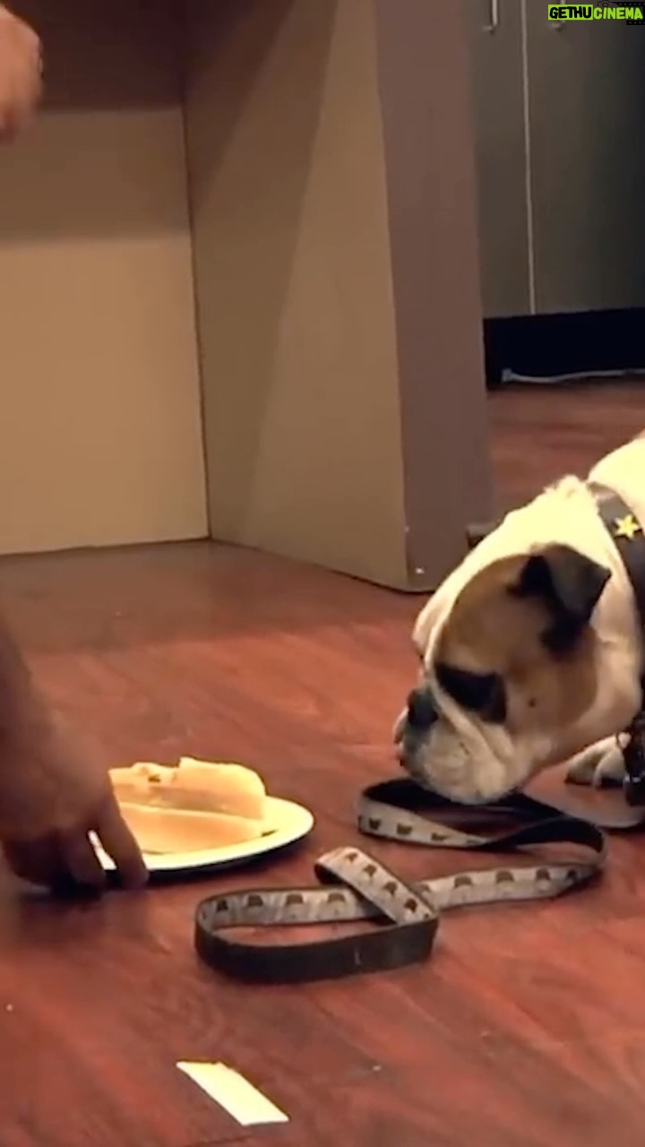 Cesar Millan - 9.3K Likes - In this āCesar 911ā special series, Cesar works with @steveaoki and his unruly bulldog Coco.
It is important as the Pack Leader to assert boundaries and limitations through how a dog learns.
NOSE, EYES, and EARS!
We must control the excitement of our dogs.
#betterhumansbetterplanet
āāā
En este especial de āCesar 911ā, CĆ©sar trabaja con el DJ Steve Aoki y su rebelde bulldog Coco.
Es importante, como lĆder de la manada, imponer lĆmites a travĆ©s de la forma en que aprende un perro.
Ā”NARIZ, OJOS y OĆDOS!
Debemos controlar la emoción de nuestros perros.
#mejoreshumanosmejorplaneta