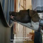 Cesar Millan Instagram - The House of Fear! Meet Ricky and Bronnie. Two brothers who constantly get into fights to the point where their parents have put two gates in between them at all times. Check out the new season of Better Human Better Dog on Disney and National Geographic.
