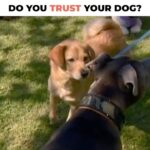 Cesar Millan Instagram - Do you trust your dog? 🐕 If we panic we will only become a source of why our dogs will react a certain way. It is important to stay calm and confident. #dog #dogtraining #cesarmillan