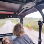 Cesar Millan Instagram - Driving Around the Ranch with the Pack! 🐕 Where are you going this weekend? ☀️ 🎥: @its_a_mistryy #betterhumansbetterplanet ——— ¡Conduciendo por el rancho con la manada! 🐕 ¿A dónde vas este fin de semana? ☀️ 🎥: @its_a_mistryy #mejoreshumanosmejorplaneta