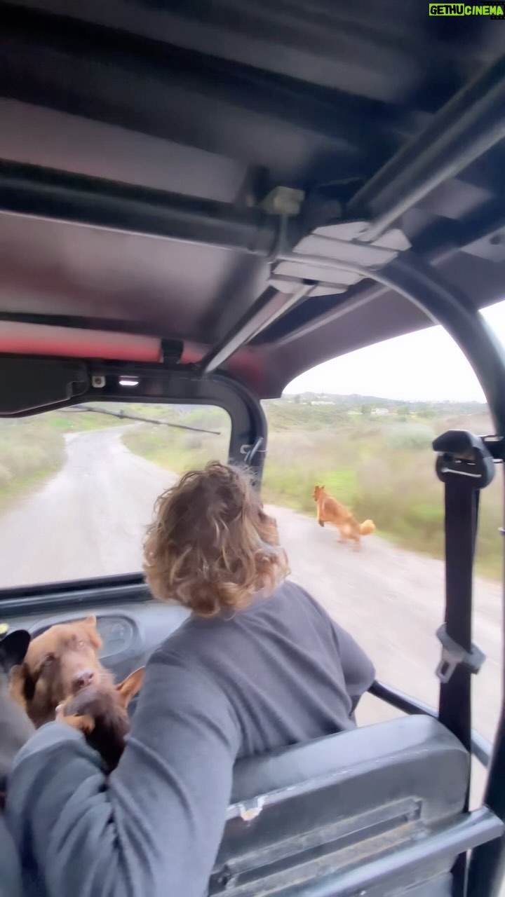 Cesar Millan Instagram - Driving Around the Ranch with the Pack! 🐕 Where are you going this weekend? ☀️ 🎥: @its_a_mistryy #betterhumansbetterplanet ——— ¡Conduciendo por el rancho con la manada! 🐕 ¿A dónde vas este fin de semana? ☀️ 🎥: @its_a_mistryy #mejoreshumanosmejorplaneta