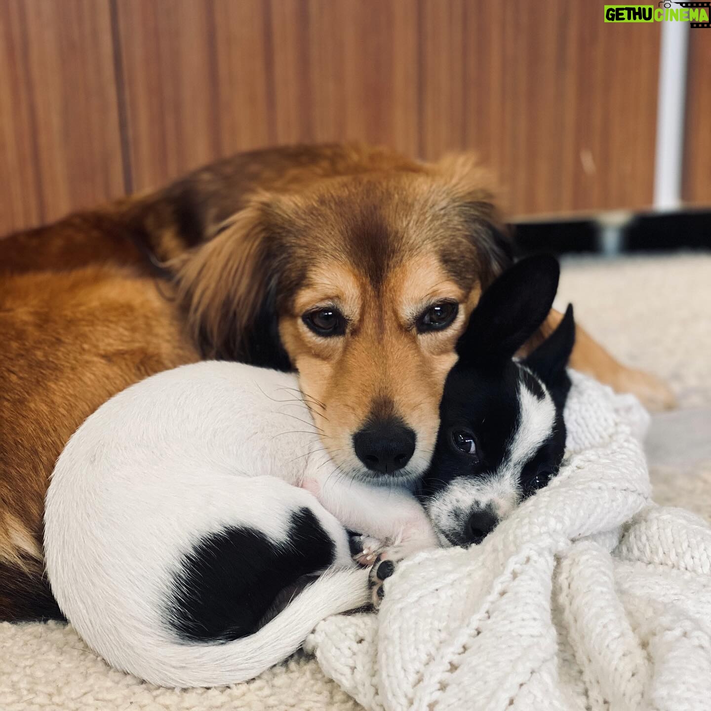 Cesar Millan - 13.8K Likes - National Puppy Day 🐶
Let’s celebrate all of our puppies today.
Swipe right to see our favorite puppy photos of the pack!
#nationalpuppyday #betterhumansbetterplanet
——
Día Nacional del Cachorro ��
Celebremos a todos nuestros cachorros hoy.
¡Desliza a la derecha para ver nuestras fotos favoritas de la manada cuando eran
cachorros!
#dianacionaldelcachorro #mejoreshumanosmejorplaneta