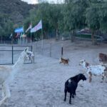 Cesar Millan Instagram – Who you are in the animal world is ENERGY ❤️

Sophia is a perfect example of that. 🐕

Hanging with the Pack at the Ranch 🏠

#betterhumansbetterplanet