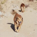 Cesar Millan Instagram - Día soleado en el rancho. Día perfecto para caminata ☀️ . . . Sunny day at the ranch. Perfect day for a walk ☀️