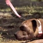 Cesar Millan Instagram - Does your dog shut down on the walk? 🐕 Here is how to fix that! Remember we are the pack leaders for our dogs and we must give direction and protection! Watch more on our YouTube Channel! #dog #dogtraining ——— ¿Tu perro se apaga durante el paseo? ¡Aquí te explico cómo solucionarlo! Recuerda que somos los líderes de la manada de nuestros perros y debemos brindarles dirección y protección. ¡Mira más en nuestro canal de YouTube! #perro #entrenamiento canino