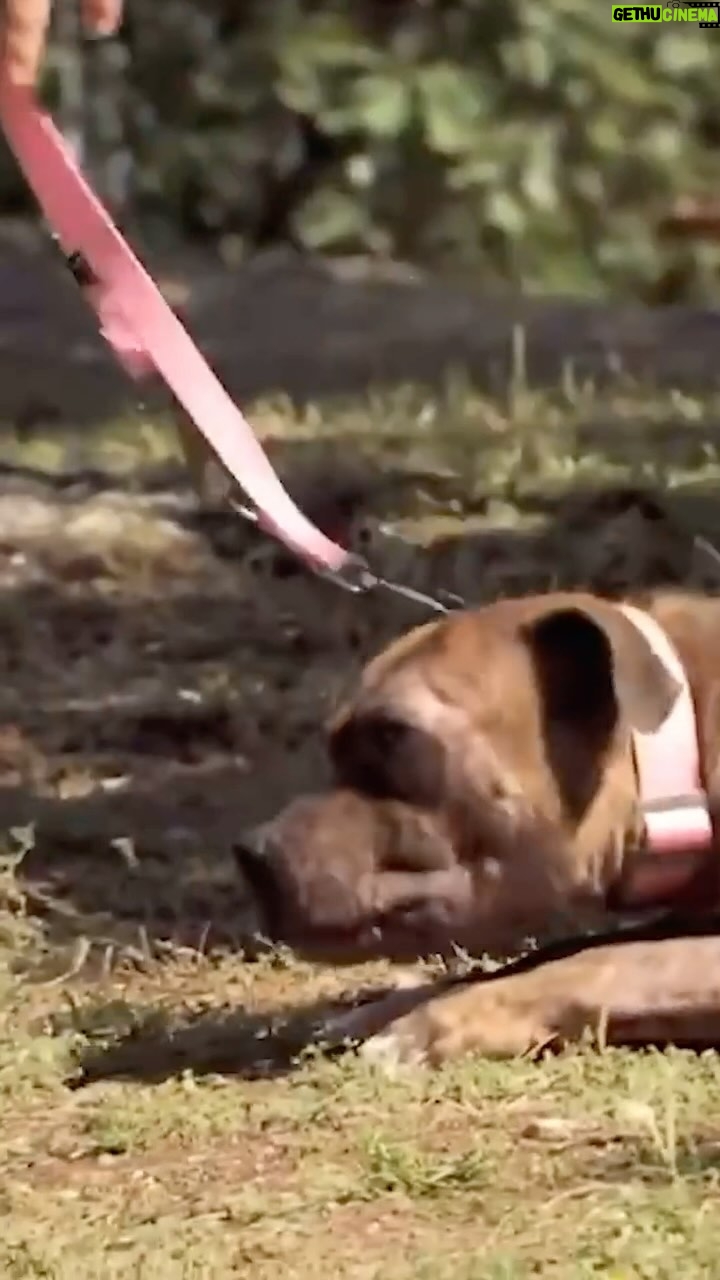 Cesar Millan - 11.6K Likes - Does your dog shut down on the walk? š
Here is how to fix that! Remember we are the pack leaders for our dogs and we must give direction and protection!
Watch more on our YouTube Channel!
#dog #dogtraining
āāā
ĀæTu perro se apaga durante el paseo?
Ā”AquĆ te explico cómo solucionarlo! Recuerda que somos los lĆderes de la manada de nuestros perros y debemos brindarles dirección y protección.
”Mira mÔs en nuestro canal de YouTube!
#perro #entrenamiento canino