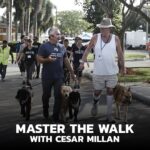 Cesar Millan Instagram – NEXT WEEK! We are back with Training Cesar’s Way Fundamentals I in Florida! 

We are so excited to see you all ❤️

#throwback to our last event in 2018. 

Daily Pack Walks coming soon! 

#betterhumansbetterplanet #dogtraining