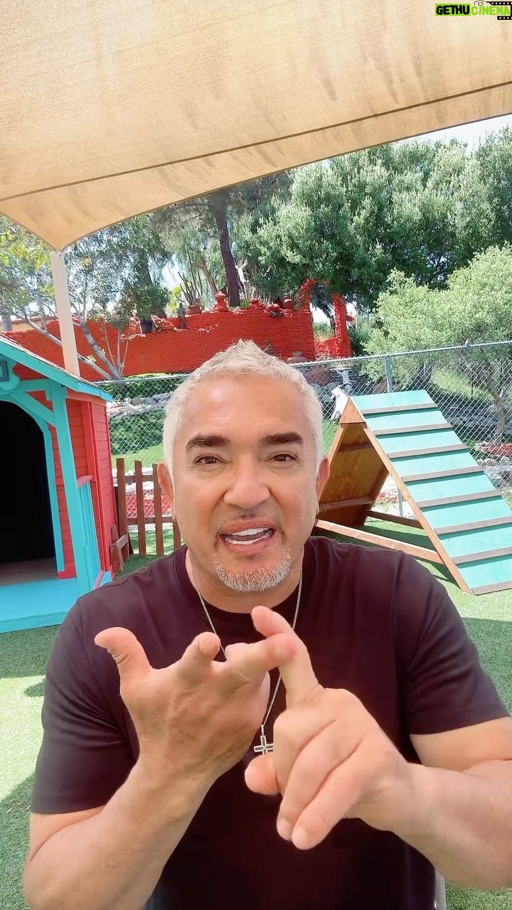 Cesar Millan - 10.6K Likes - SPANISH SATURDAYS!
Por qué un perros ladra y deja de comer? Nuestras emociones pueden influir en la solución.
Agradecido de poder responder a sus preguntas. Ćnete a nuestra manada en TikTok donde estarĆ© haciendo En Vivos para responder muchas mĆ”s.
#mejoreshumanosmejorplaneta
