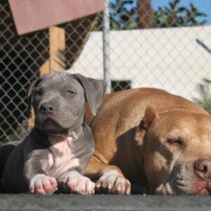 Cesar Millan Instagram - National Puppy Day 🐶

Let’s celebrate all of our puppies today.

Swipe right to see our favorite puppy photos of the pack!

#nationalpuppyday #betterhumansbetterplanet

——

Día Nacional del Cachorro ��

Celebremos a todos nuestros cachorros hoy.

¡Desliza a la derecha para ver nuestras fotos favoritas de la manada cuando eran
cachorros!

#dianacionaldelcachorro #mejoreshumanosmejorplaneta