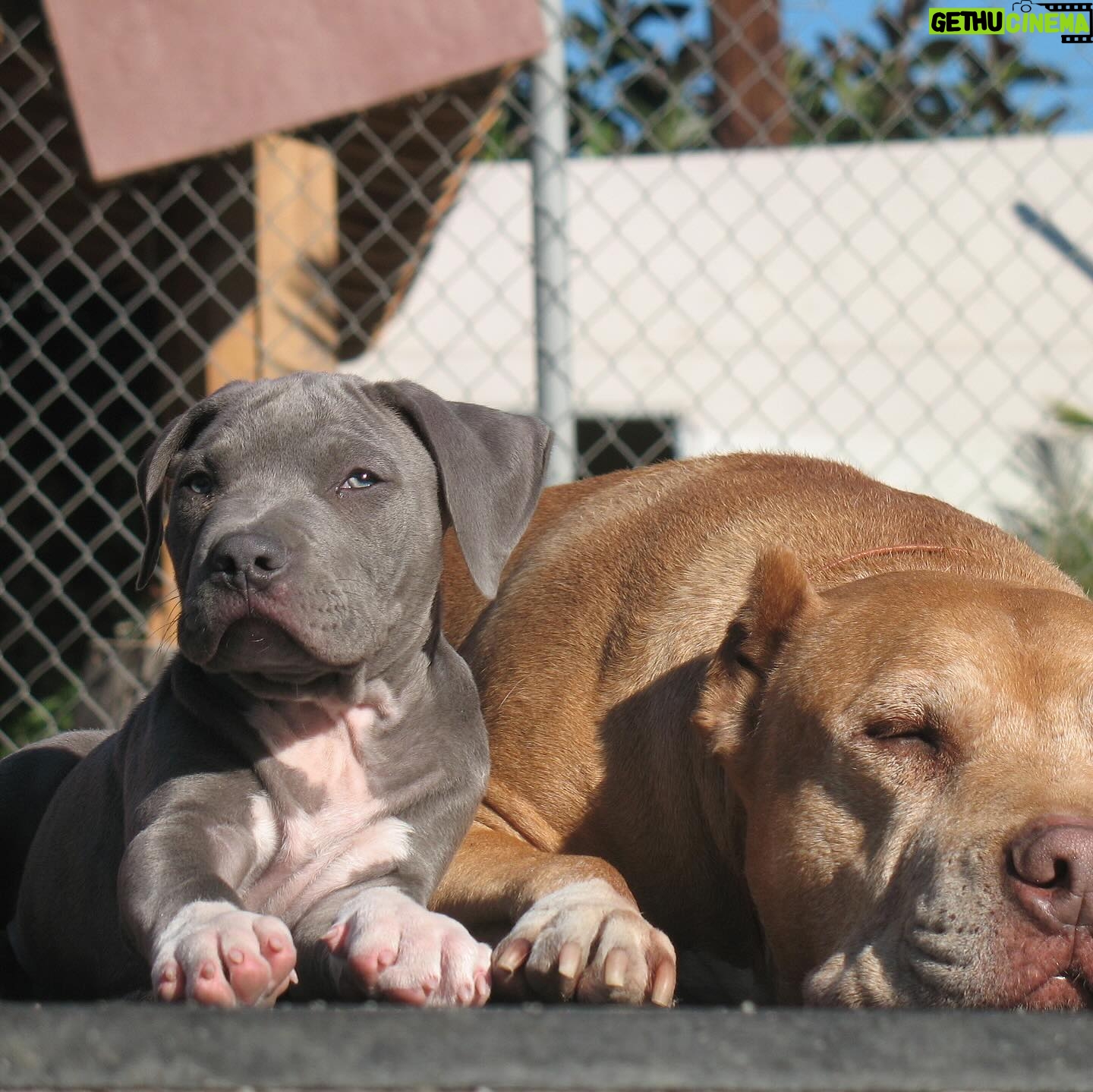Cesar Millan - 13.8K Likes - National Puppy Day 🐶
Let’s celebrate all of our puppies today.
Swipe right to see our favorite puppy photos of the pack!
#nationalpuppyday #betterhumansbetterplanet
——
Día Nacional del Cachorro ��
Celebremos a todos nuestros cachorros hoy.
¡Desliza a la derecha para ver nuestras fotos favoritas de la manada cuando eran
cachorros!
#dianacionaldelcachorro #mejoreshumanosmejorplaneta