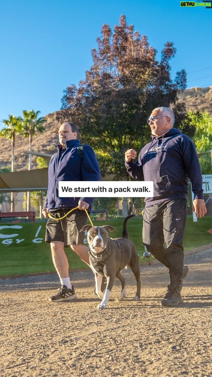 Cesar Millan Instagram - What is TCW? - @toddlangston (Head Trainer) Secure your spot at our next Training Cesar’s Way by visiting cesarmillan.com #betterhumansbetterplanet #trainingcesarsway ——— ¿Qué es TCW? - Todd Langston (entrenador principal) Asegura tu lugar en nuestro próxim Training Cesar’s Way visitando cesarmillan.com #mejoreshumanosmejorplaneta #entrenamientocesarsway