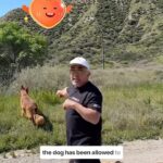 Cesar Millan Instagram - Have you allowed your dog to explore too much? 🐕 I get asked all the time, “How do you get your dog to follow you off leash?” Remember it is important to Master the Walk in order to create the relationship you are looking for! Join us on our Pack Walk TikTok Lives Weekly. #betterhumansbetterplanet