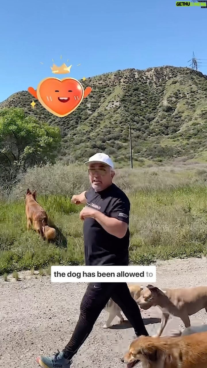 Cesar Millan Instagram - Have you allowed your dog to explore too much? π I get asked all the time, βHow do you get your dog to follow you off leash?β Remember it is important to Master the Walk in order to create the relationship you are looking for! Join us on our Pack Walk TikTok Lives Weekly. #betterhumansbetterplanet