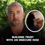 Cesar Millan Instagram – In this episode, I meet Duk Duk, an insecure dog. His fear has caused him to lash out at people

“I will take a bite if it will save a dog’s life.”

We must give affection when the dog is in a calm surrender state!

It is important to not let your emotions get in the way.

Full video on our YouTube! Link in bio 🔗

#dog #cesarmillan