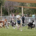Cesar Millan Instagram – The PACK is wishing you an amazing weekend 🐕🐕🐕

Exercise, Discipline, Affection. ❤️

📸: @its_a_mistryy 

#betterhumansbetterplanet 
• • •
La manada les desea un fin de semana increíble 🐕🐕🐕

Ejercicio, Disciplina, Cariño. ❤️

#mejoreshumanosmejorplaneta