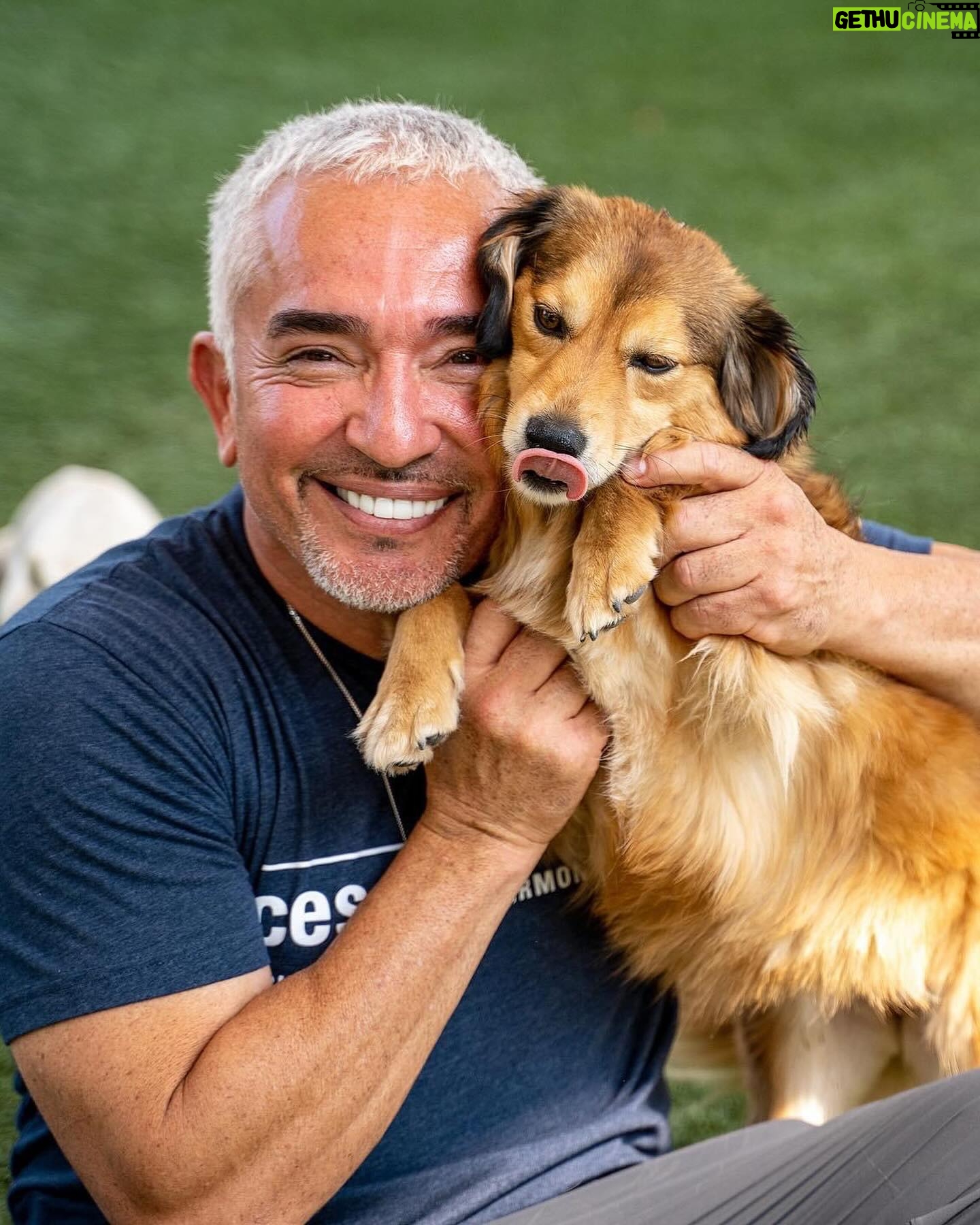 Cesar Millan - 41.5K Likes - Today is National Love Your Pet Day! ❤️
Here are my favorite photos with my best friends 🥰
Share your favorite memories with your pets in the comments!
#LoveYourPetDay #betterhumansbetterplanet
• • •
¡Hoy es el Día Nacional de Amar a tu Mascota! ❤️
Aquí están mis fotos favoritas con mis mejores amigos 🥰
¡Comparte tus recuerdos favoritos con tus mascotas en los comentarios!
#LoveYourPetDay #mejoreshumanosmejorplaneta