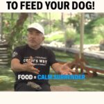 Cesar Millan Instagram - THE RIGHT WAY TO FEED YOUR DOG Food = Calm Surrender State Treats = Happy Go Lucky State Learn more about how Cesar feeds his dogs in our newest YT video! #betterhumansbetterplanet