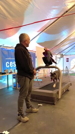 Cesar Millan Instagram - Monday Motivation - Learning the Treadmill with Junior & Rio!

Visit my website to secure your spot at our Training Cesar's Way workshop where you can learn first hand how to use the treadmill to exercise your dogs!

#mondaymotivation #betterhumansbetterplanet #throwback