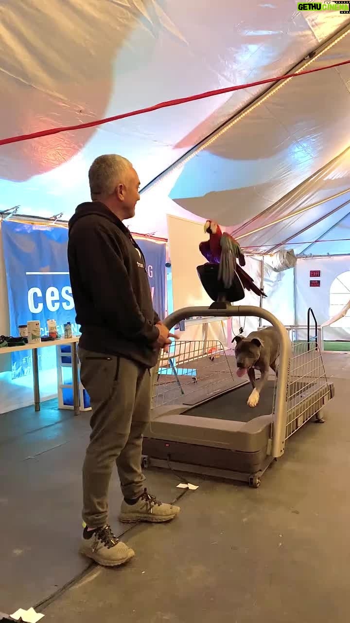 Cesar Millan - 12.1K Likes - Monday Motivation - Learning the Treadmill with Junior & Rio!
Visit my website to secure your spot at our Training Cesar's Way workshop where you can learn first hand how to use the treadmill to exercise your dogs!
#mondaymotivation #betterhumansbetterplanet #throwback