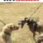 Cesar Millan Instagram - In this episode I meet an aggressive greyhound.  We must be aware of our energy and how it influences our dogs 🐕 Learn how I stop this dog aggressive behavior in my Leader of the Pack Episode on my Youtube Channel! #betterhumansbetterplanet