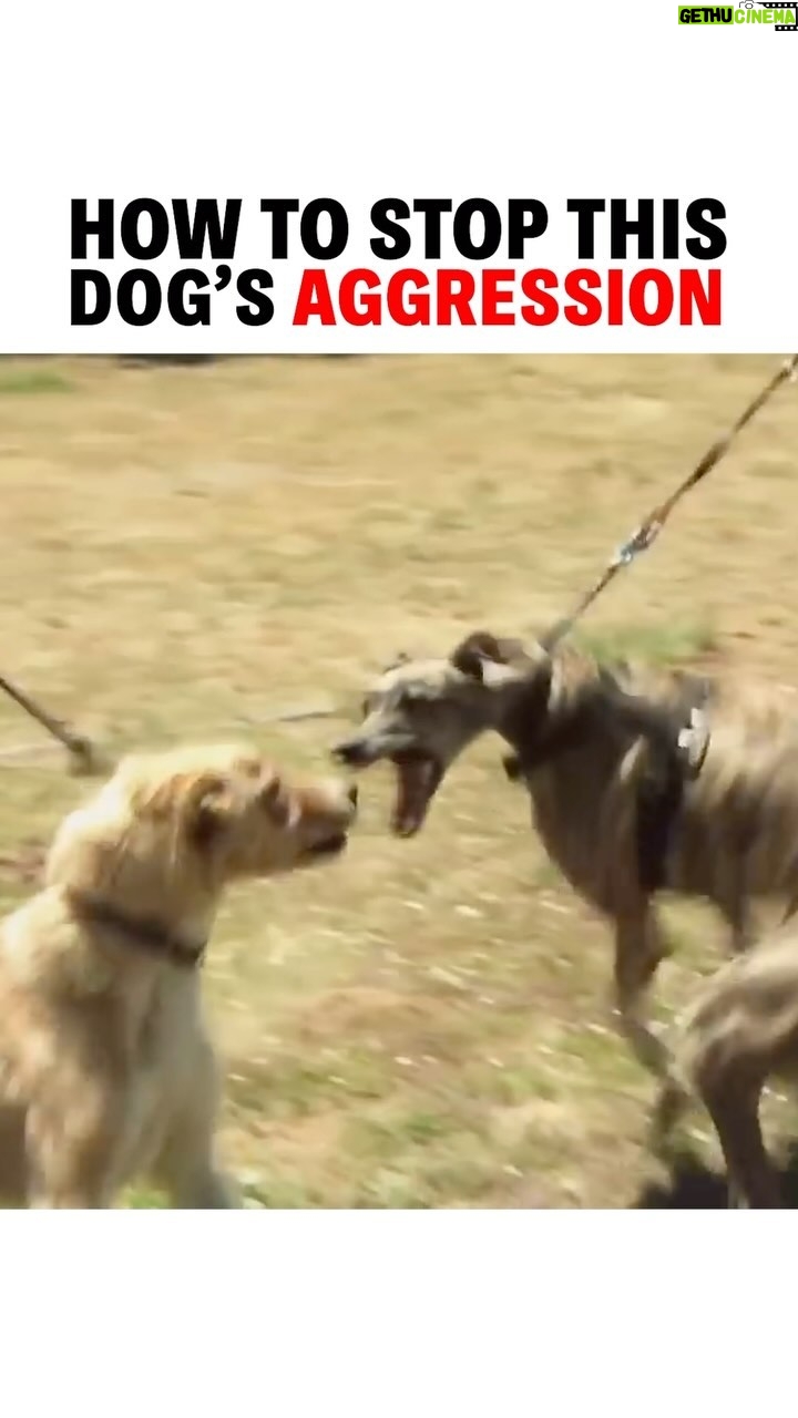 Cesar Millan Instagram - In this episode I meet an aggressive greyhound.
We must be aware of our energy and how it influences our dogs 🐕 Learn how I stop this dog aggressive behavior in my Leader of the Pack Episode on my Youtube Channel! #betterhumansbetterplanet