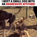 Cesar Millan Instagram - I meet a small dog with an aggressive attitude! 🐕  We must ask ourselves are we exposing our dogs to the world they live in? 🌎 See how not exposing our dogs will result in dangerous behaviors in my Leader of the Pack Episode on my Youtube Channel! #betterhumansbetterplanet