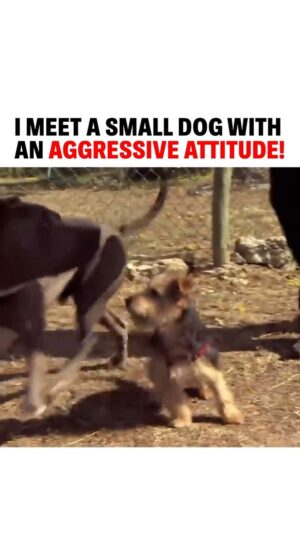 Cesar Millan Instagram - I meet a small dog with an aggressive attitude! 🐕
 We must ask ourselves are we exposing our dogs to the world they live in? 🌎

See how not exposing our dogs will result in dangerous behaviors in my Leader of the Pack Episode on my Youtube Channel!

#betterhumansbetterplanet