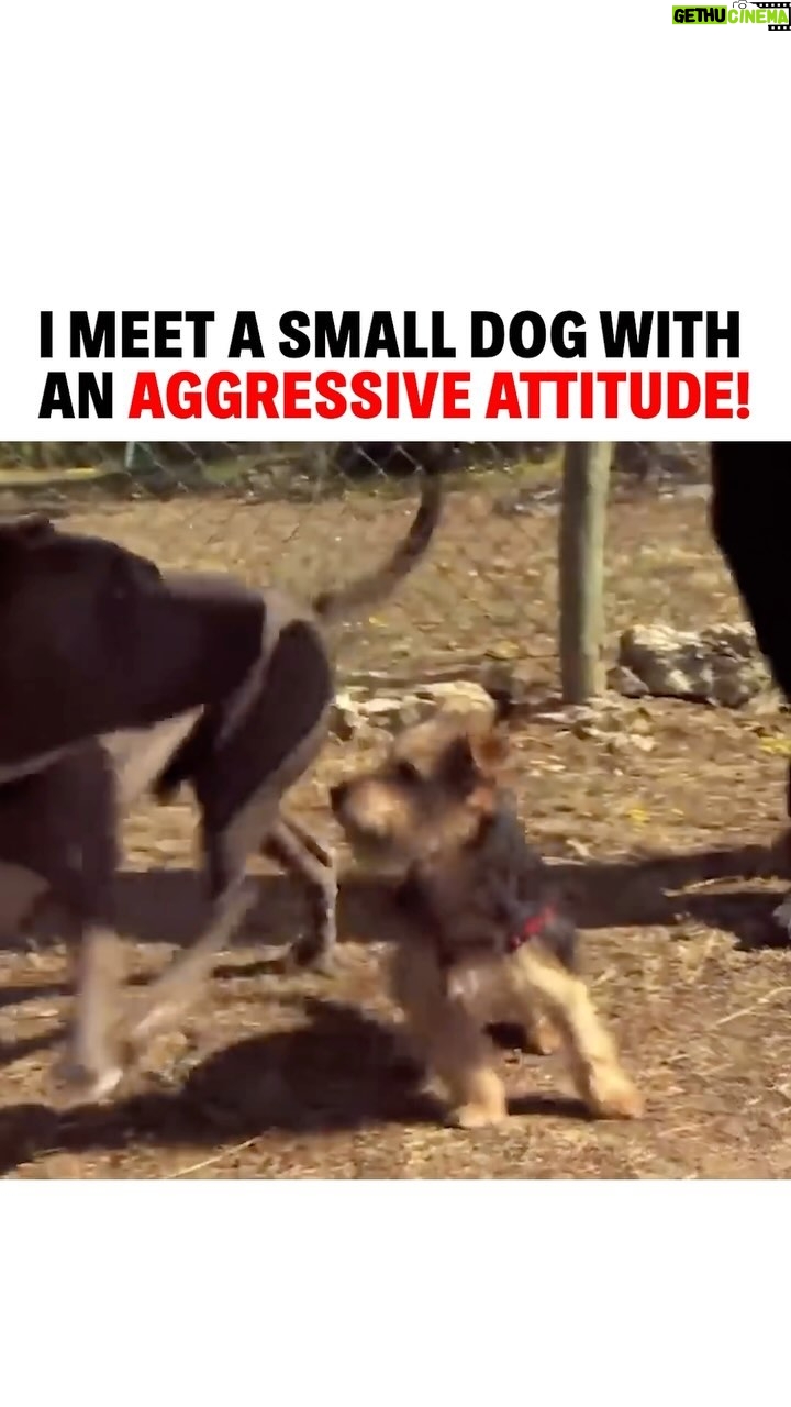 Cesar Millan - 10.9K Likes - I meet a small dog with an aggressive attitude! š
āØWe must ask ourselves are we exposing our dogs to the world they live in? š
See how not exposing our dogs will result in dangerous behaviors in my Leader of the Pack Episode on my Youtube Channel!
#betterhumansbetterplanet