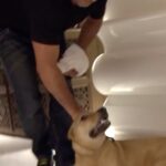 Cesar Millan Instagram – In this episode, I meet Duk Duk, an insecure dog. His fear has caused him to lash out at people

“I will take a bite if it will save a dog’s life.”

We must give affection when the dog is in a calm surrender state!

It is important to not let your emotions get in the way.

Full video on our YouTube! Link in bio 🔗

#dog #cesarmillan