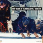 Cesar Millan Instagram - Recuerda. ¡Quién eres en el mundo animal es energía! . . . Reminder. Who are you in the animal world is energy!