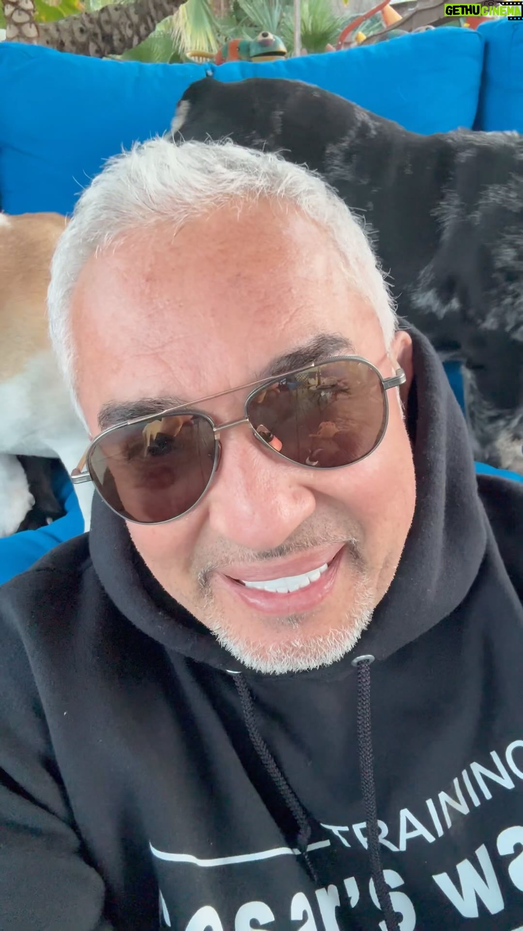 Cesar Millan Instagram - Happy Sunday Surrender ππ½ Today I surrender to maintaining the faith, hard work, passion, and creativity that it takes to bring the message of natural, simple, and profound all over the world π Letβs believe that the energy is available to us all and focus on having a natural, simple, and profound relationship with our dogs π Dream big #sundaysurrender #betterhumansbetterplanet