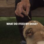 Cesar Millan Instagram - In our newest vlog, Cesar answers the question “What do you feed your dogs?” From food to treats learn what we feed our dogs at the ranch, when we feed them, and why we feed them! Remember it is important to know what state of mind you are feeding. #betterhumansbetterplanet ——— En nuestro nuevo vlog, respondo a la pregunta “César, qué le das de alimento a tus perros?” Desde comida a premios, conoce lo que nosotros usamos como alimento en el rancho, cuando los alimentamos y porque los alimentamos. Recuerda es importante conocer el estado mental que estás alimentando en tu perro. #mejoreshumanosmejorplaneta