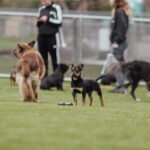 Cesar Millan Instagram – The PACK is wishing you an amazing weekend 🐕🐕🐕
Exercise, Discipline, Affection. ❤️
📸: @its_a_mistryy
#betterhumansbetterplanet
• • •
La manada les desea un fin de semana increíble 🐕🐕🐕
Ejercicio, Disciplina, Cariño. ❤️
#mejoreshumanosmejorplaneta