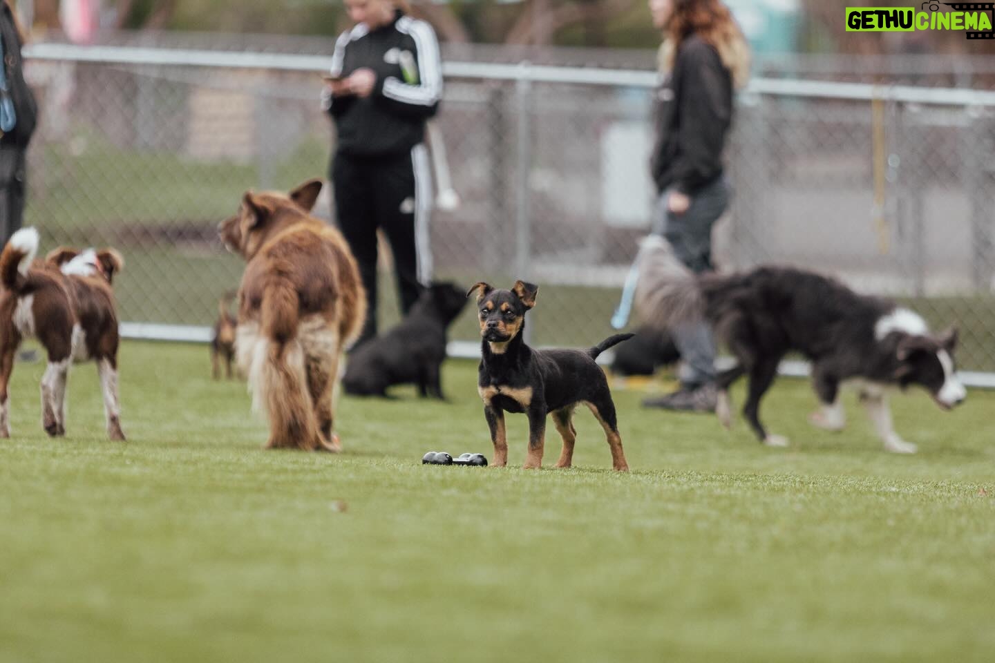 Cesar Millan Instagram - The PACK is wishing you an amazing weekend 🐕🐕🐕 Exercise, Discipline, Affection. ❤️ 📸: @its_a_mistryy #betterhumansbetterplanet • • • La manada les desea un fin de semana increíble 🐕🐕🐕 Ejercicio, Disciplina, Cariño. ❤️ #mejoreshumanosmejorplaneta