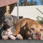 Cesar Millan Instagram – Always in our hearts ❤️ 
. . . 
Siempre en nuestros corazones ❤️