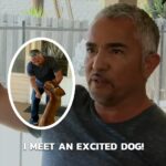 Cesar Millan Instagram – Are you giving affection to an excited dog? 

Are you nurturing the right behaviors!

Learn more @trainingcesarsway

Click the link in our bio for the full video on our YouTube channel 🔗

#dog #dogtraining #cesarmillan