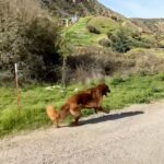 Cesar Millan Instagram – This is the Dog Psychology Center. 🐕

Where a dog’s dream comes true ❤️

🎥: @its_a_mistryy 

#betterhumansbetterplanet