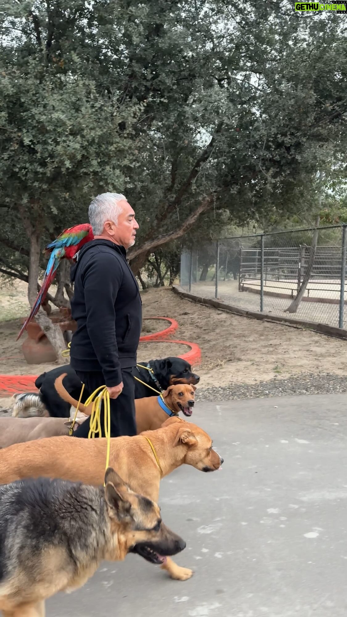 Cesar Millan - 31.8K Likes - The Right Way To Walk Your Dog! #trainingcesarsway