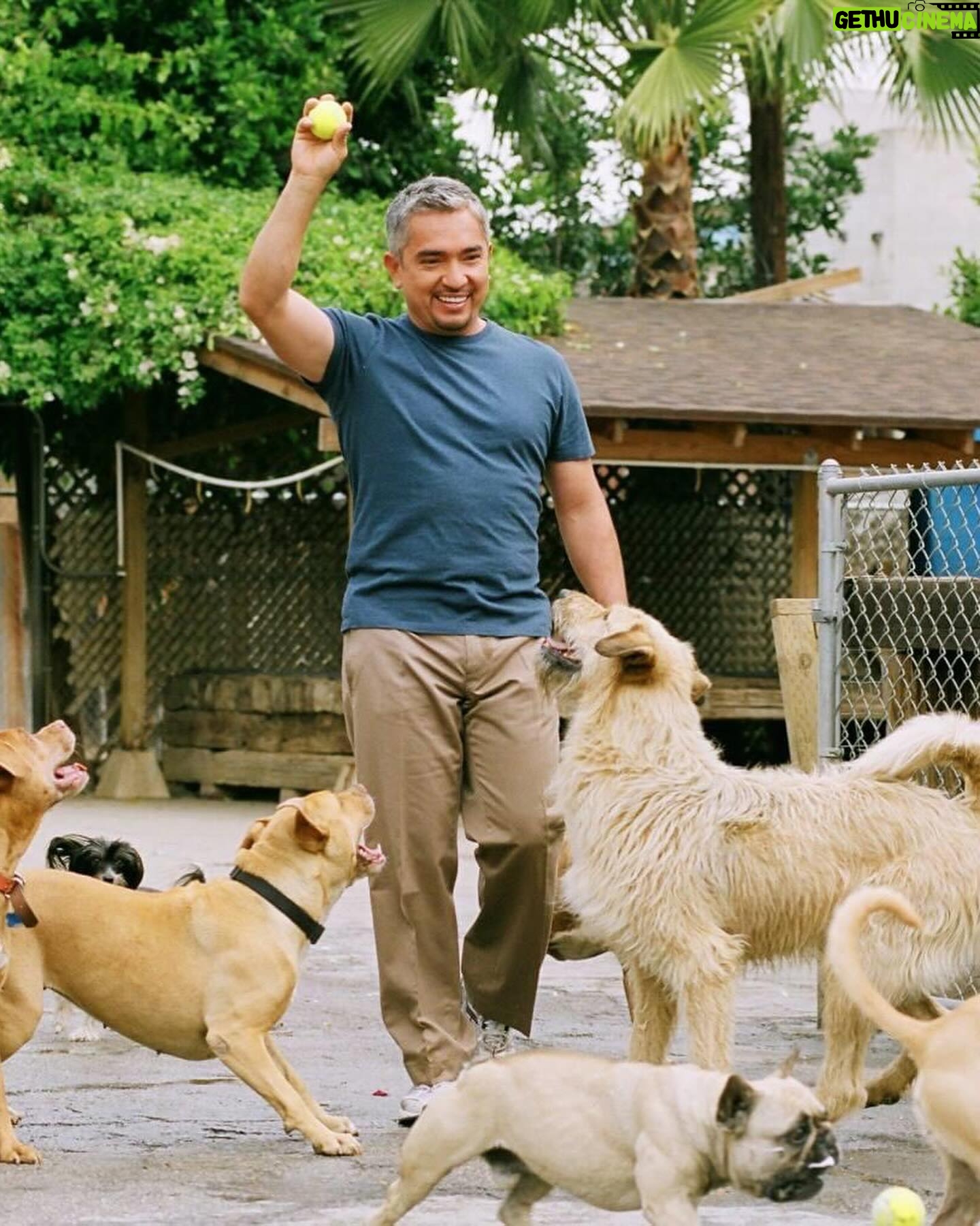 Cesar Millan - 22.4K Likes - “Ask not what your country can do for you – ask what you can do for your country” - John F Kennedy 🇺🇸
One of my favorite quotes comes from President JFK, I came to this country with a dream to become the greatest dog trainer in the world by learning from Americans.
I grew up in Mexico watching the TV show Lassie and Rin Tin Tin, so I thought all dogs were like that. When I came to America I saw dogs having birthday parties and getting toys for Christmas. It was something completely foreign to me.
Dogs in Mexico are skinny but they don’t have psychological problems. Dogs in America are chunky but I get to have a TV show.
I listened to JFK’s quote and decided to make my mission to train people and rehabilitate dogs.
And the rest is history 📚
#presidentsday #betterhumansbetterplanet
• • •
“No preguntes qué puede hacer tu país por ti, pregunta qué puedes hacer tú por tu país” - John F Kennedy 🇺🇸
Una de mis citas favoritas proviene del presidente JFK: Vine a este país con el sueño de convertirme en el mejor adiestrador de perros del mundo aprendiendo de los estadounidenses.
Crecí en México viendo el programa de televisión Lassie y Rin Tin Tin, así que pensé que todos los perros eran así. Cuando vine a Estados Unidos vi perros celebrando fiestas de cumpleaños y recibiendo juguetes en Navidad. Era algo completamente extraño para mí.
Los perros en México son flacos, pero no tienen problemas psicológicos. Los perros en Estados Unidos son fuertes, pero yo tengo un programa de televisión.
Escuché la cita de JFK y decidí tener como misión entrenar personas y rehabilitar perros.
El resto es historia 📚
#diadelospresidentes #mejoreshumanosmejorplaneta