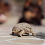 Cesar Millan Instagram – Qué nombres sugieren para estas pequeñas? 🐢
. . . 
What should we call them? 🐢