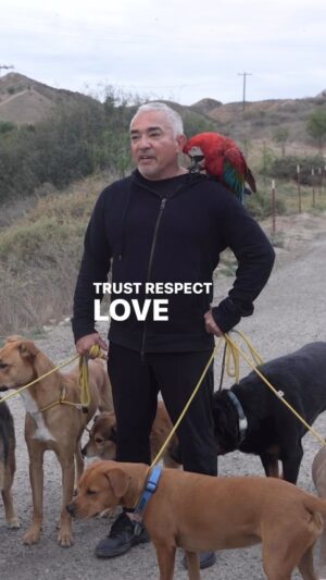 Cesar Millan Instagram - Caminando hacia el primer fin de semana del año con mi hijo André. Hagamos de este año, Natural, Sencillo y Profundo. ¿Adónde caminas con tu manada? 🚶‍♂️🐕
. . .
Walking into the First Weekend of the year with my son, Andre. Let’s make this year, Natural, Simple and Profound. Where are you walking with your pack? 🚶‍♂️🐕