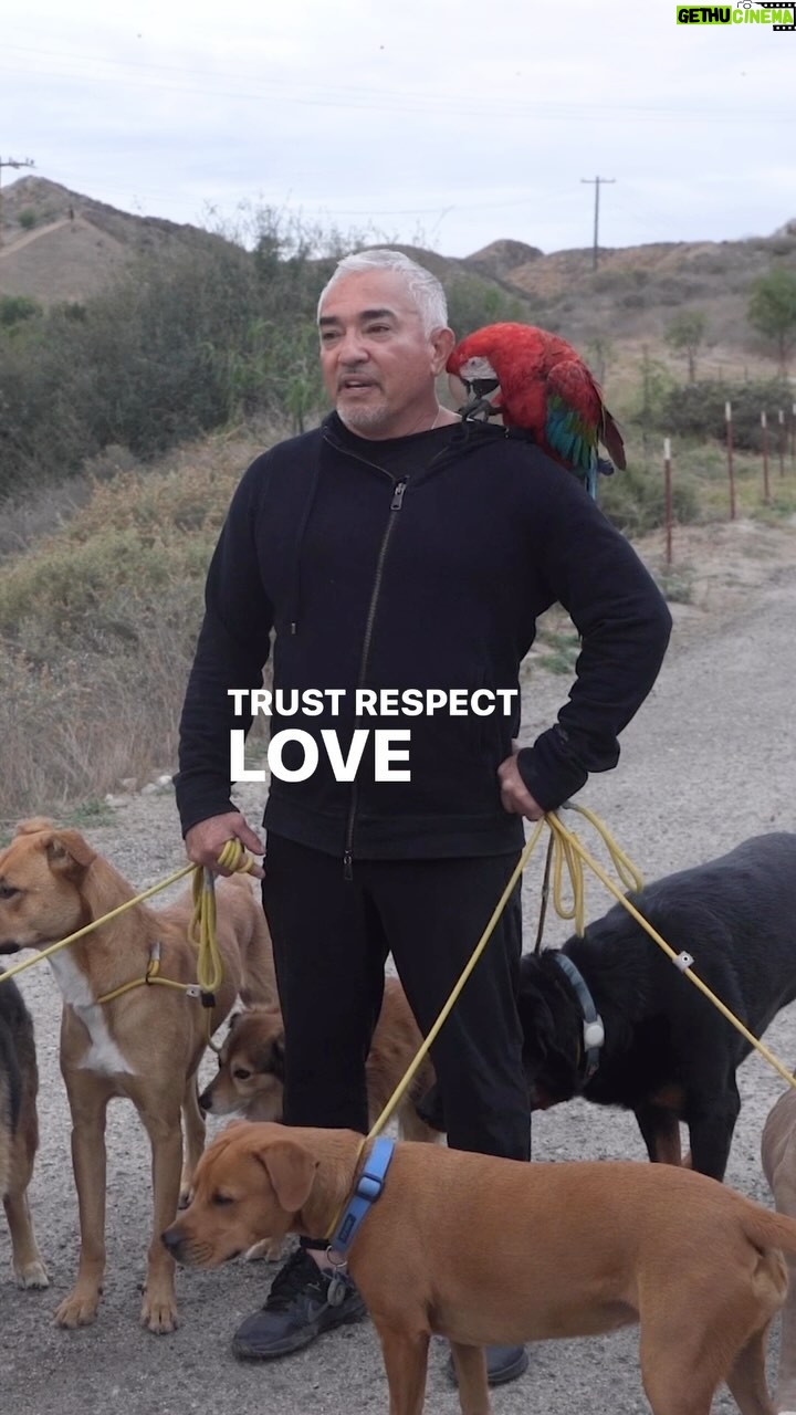Cesar Millan - 9.2K Likes - Caminando hacia el primer fin de semana del aƱo con mi hijo AndrĆ©. Hagamos de este aƱo, Natural, Sencillo y Profundo. ĀæAdónde caminas con tu manada? š¶āāļøš
. . .
Walking into the First Weekend of the year with my son, Andre. Letās make this year, Natural, Simple and Profound. Where are you walking with your pack? š¶āāļøš