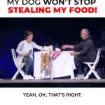Cesar Millan Instagram - Cesar! My dog won’t stop stealing food from the table. What should I do? Let’s prepare for the holiday season with our dogs by taking them on a long walk before our gatherings! It is important to drain their energy before all the excitement of food, people, and the environment. #thanksgiving #dog #dogtraining