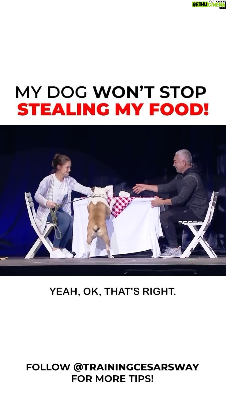 Cesar Millan Instagram - Cesar! My dog won’t stop stealing food from the table. What should I do? Let’s prepare for the holiday season with our dogs by taking them on a long walk before our gatherings! It is important to drain their energy before all the excitement of food, people, and the environment. #thanksgiving #dog #dogtraining